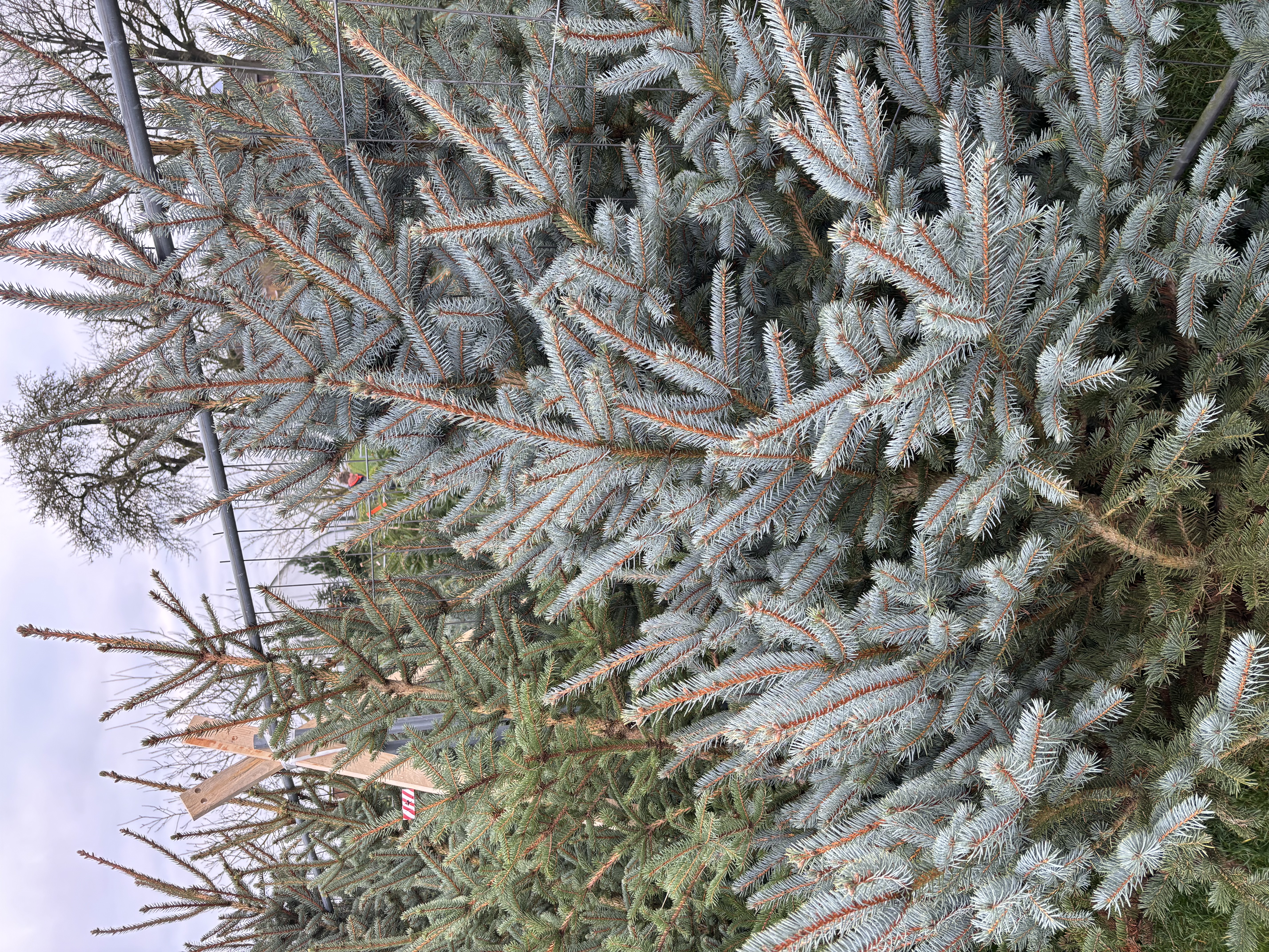 Blaufichte in einem verschneiten Feld