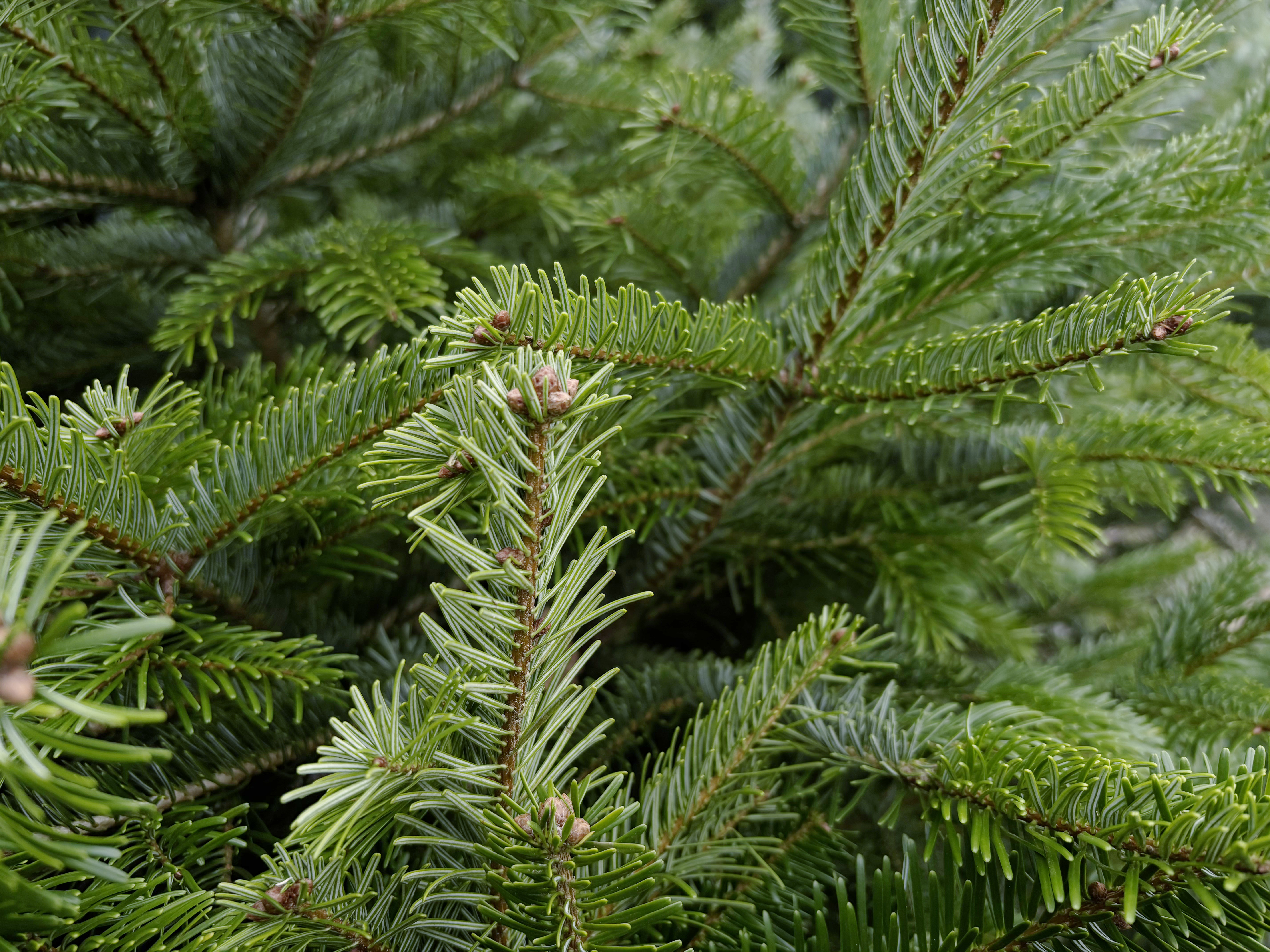 makro bild eines Weihnachstbaums