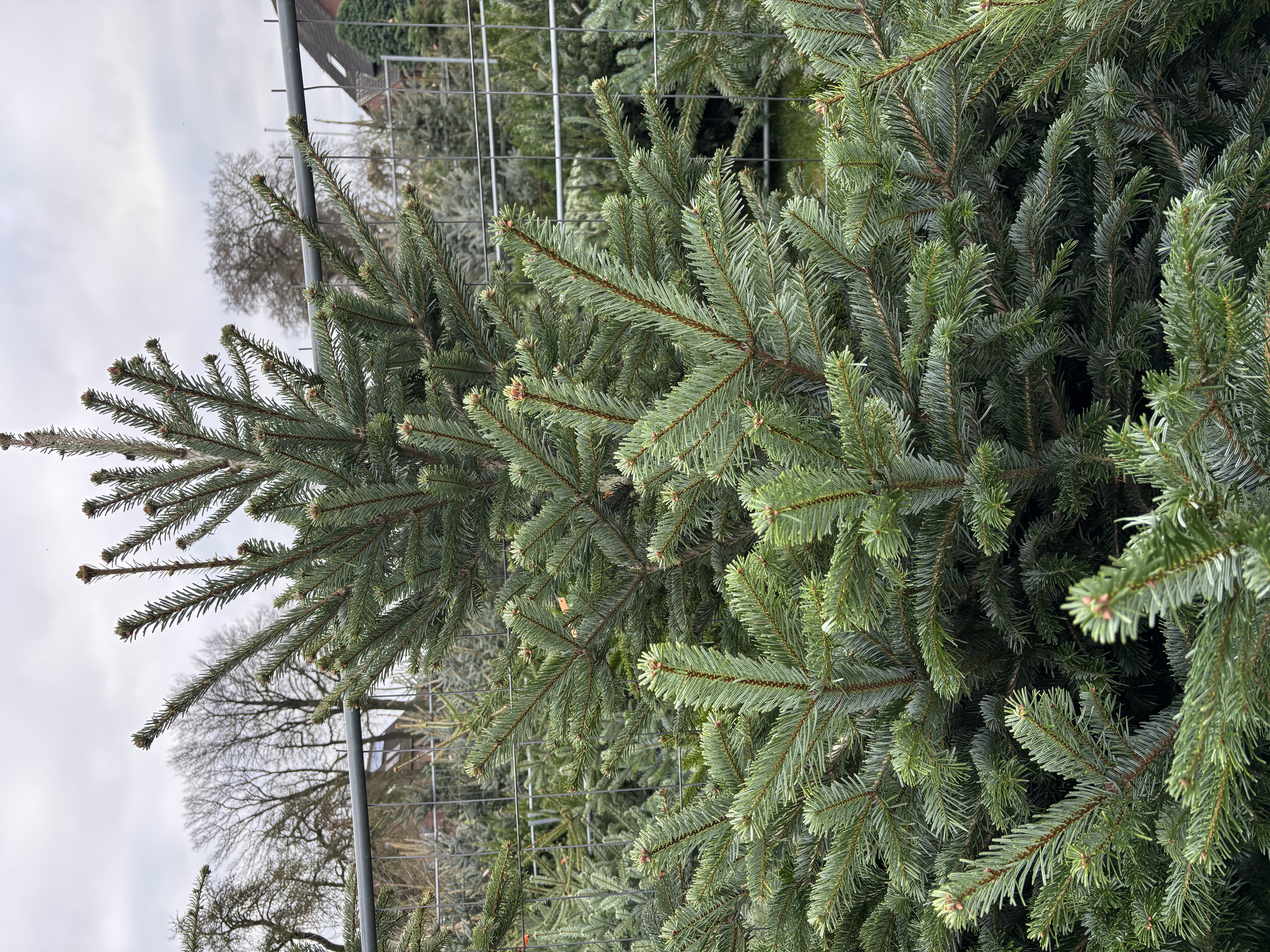 Nordmanntanne auf einem Weihnachtsbaumfeld